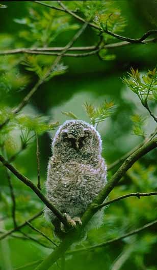 Tawny Owl chick